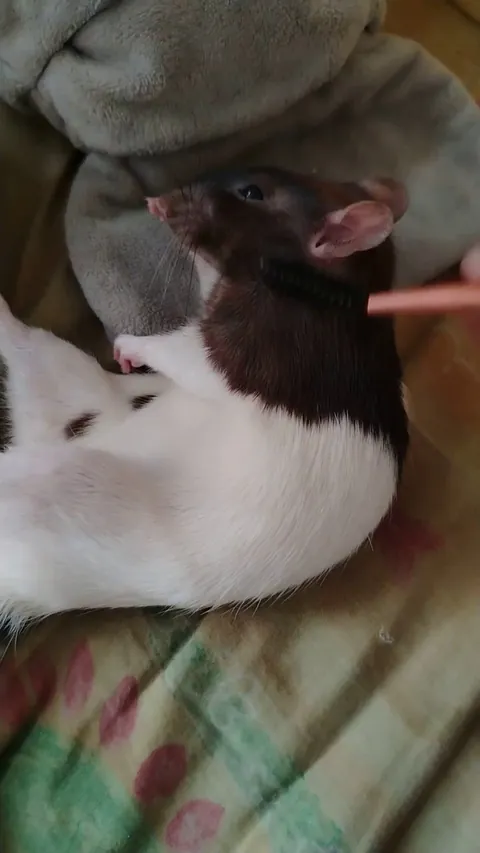 Brush brush my Buzzyy