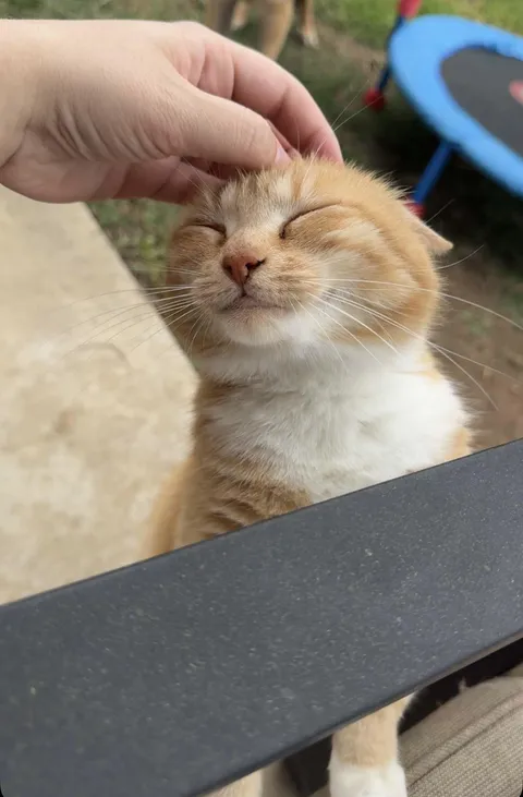 Head scratches