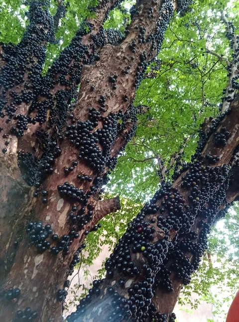 Grandma's backyard is filled with Jabuticabas, a fruit that sprouts from the tree trunk