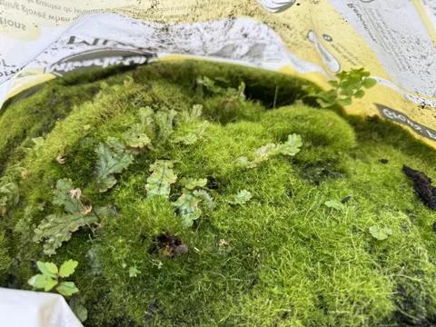 The biome my mom accidentally grew in a Miracle Grow bag.