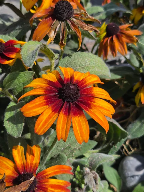 Late summer in the garden
