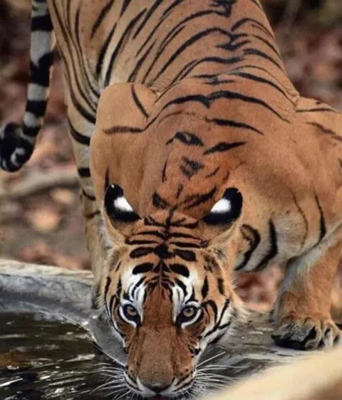 🔥 Tiger showing “eyespots” while drinking