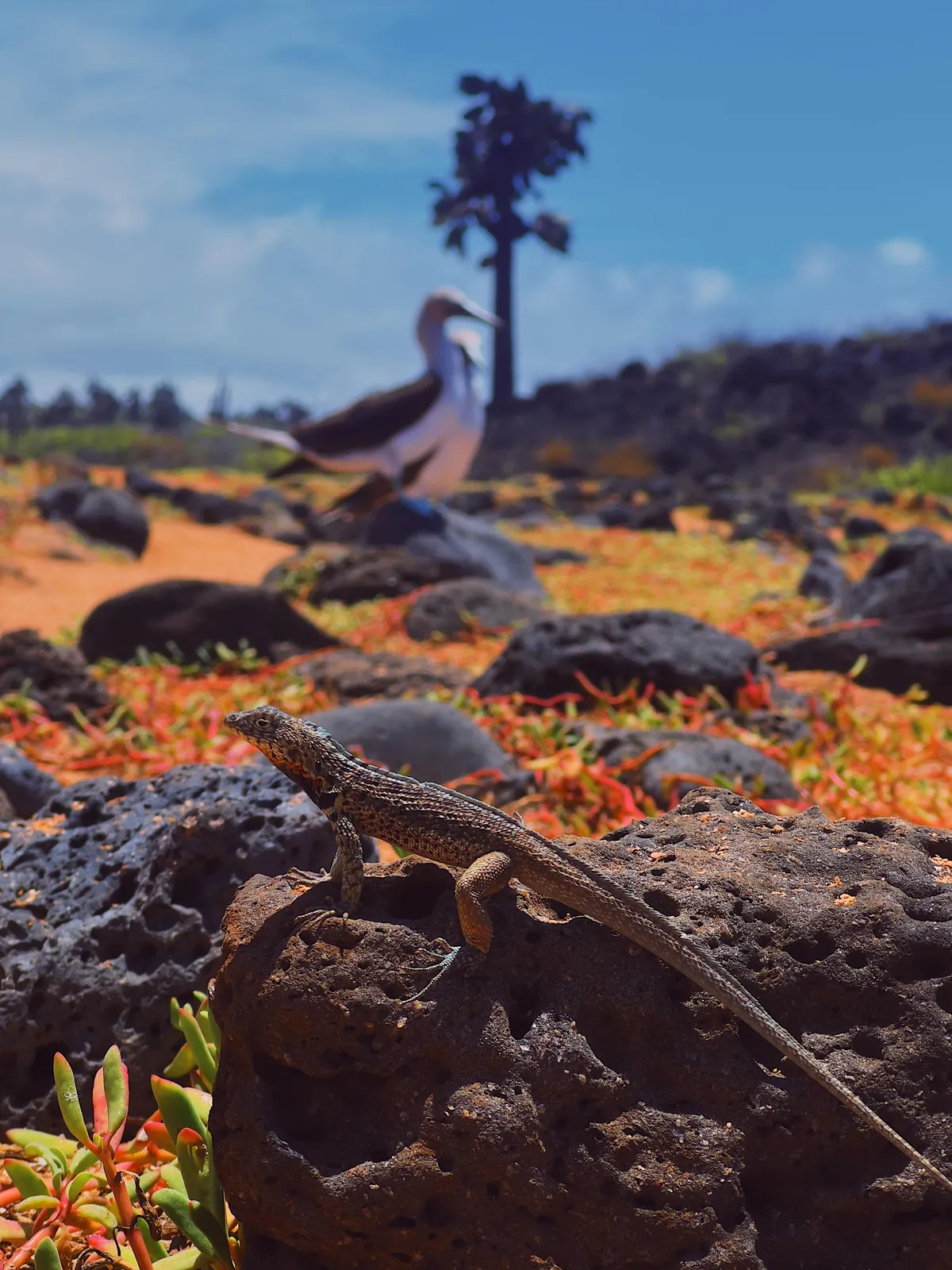 5 days in Galapagos in Sep 2025.