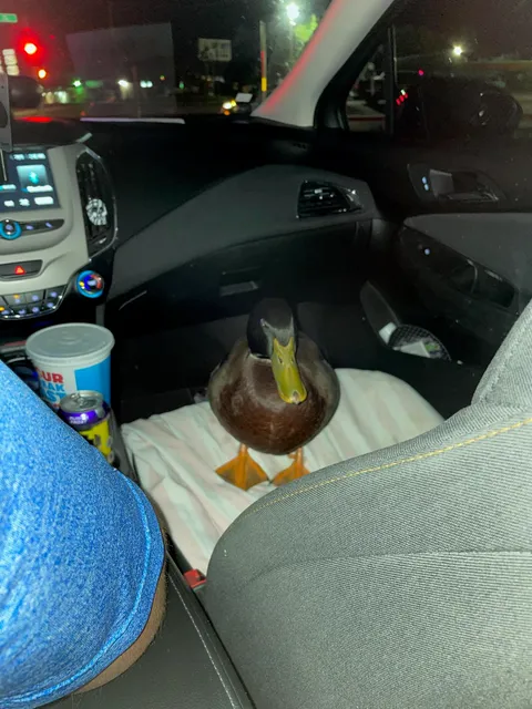 Last night my wife's Uber had a duck in it.