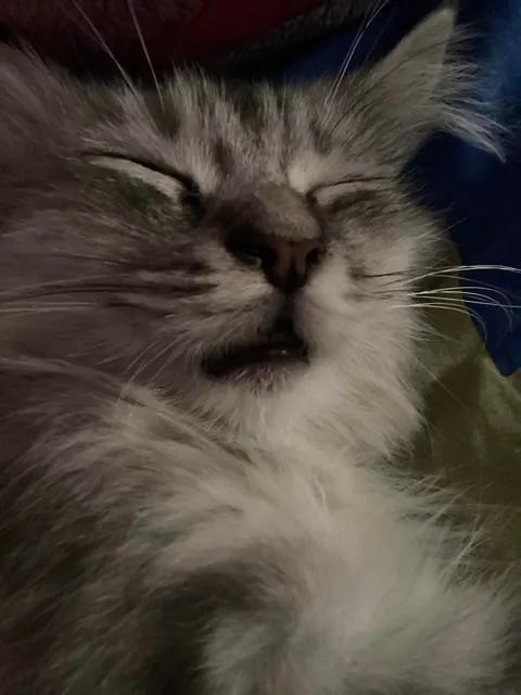 My brother’s cat sleeps with his mouth open