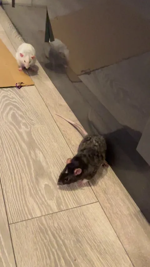 Four distinguished gentlemen conducting business