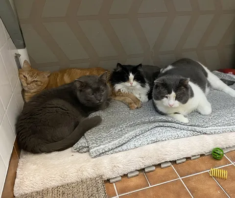 Géode and his gang. Good news we have someone interested in him.  Fingers crossed.