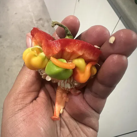Different coloured peppers growing inside big pepper.