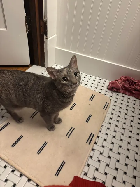 My cat is obsessed with me, separation anxiety?