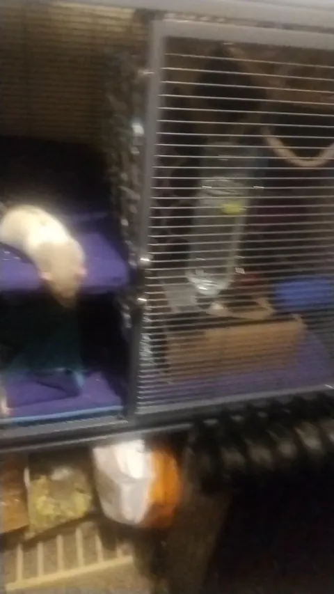 What's my rat trying to tell me??