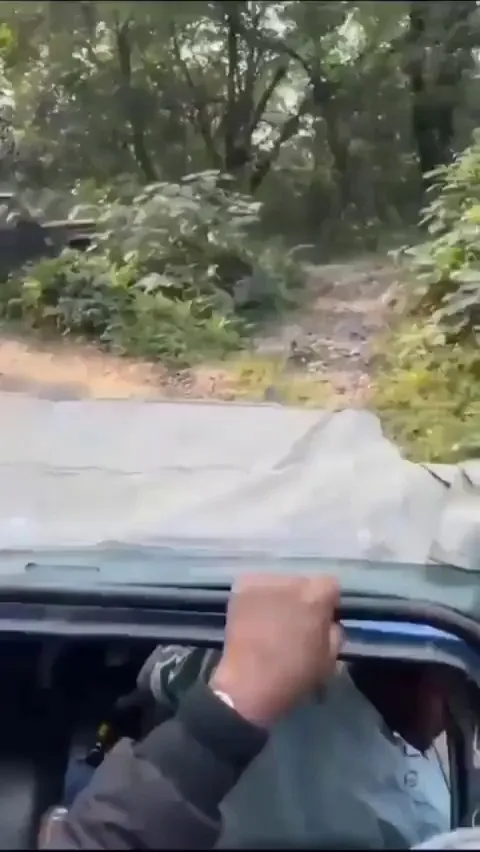 This is what a rhino chase looks like