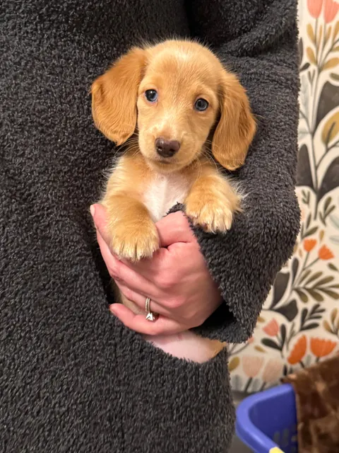 Our New Baby Pup Willow