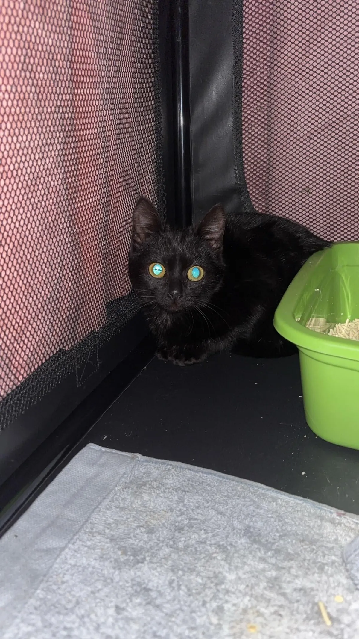 Cat distribution system