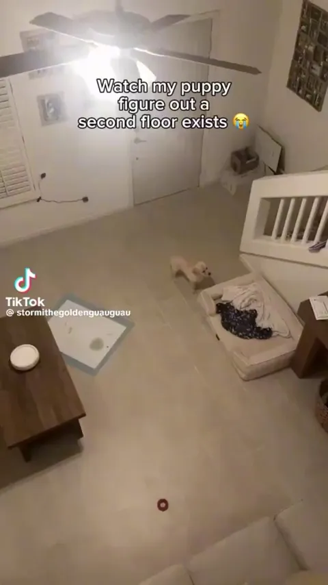 Puppy discovers a new dimension