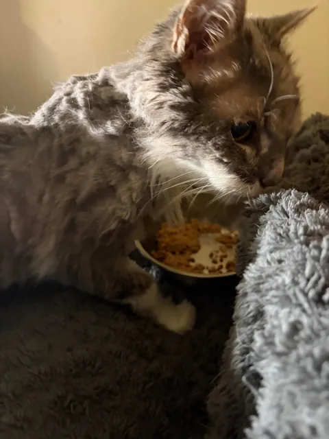 Update on Stella: the emaciated, abused cat, confined to a bathroom for 10 years - mats are removed and she’s ready for her new life with her loving home!