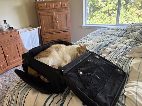 My cat got in my work bag today and he fell asleep.❤️