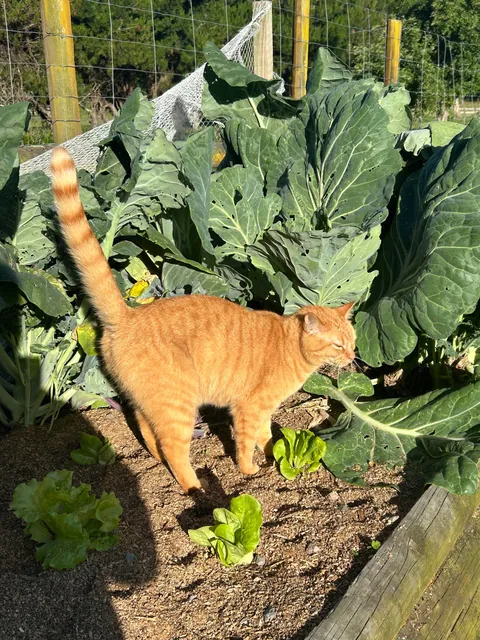 Poet doing her daily farmer rounds 👩‍🌾🐑