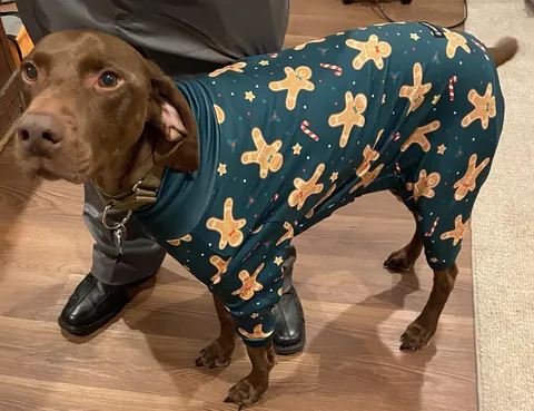 Zeke is ready for Santa 🎅🏻