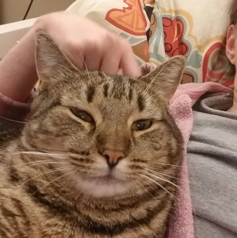 Let's share our cats' "dating profile of a 50 year old" pics