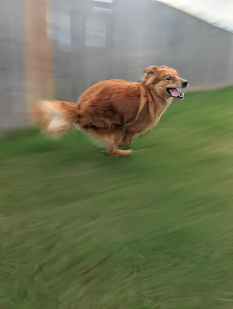 A rarepupper &amp; super mutt, Joji. Small guy with big personality