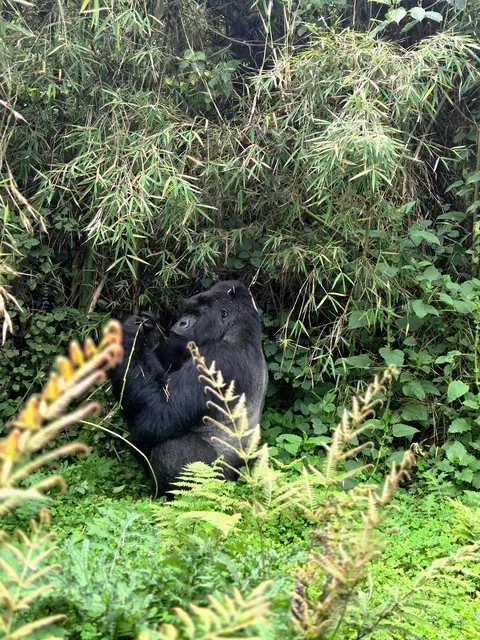 Gorilla trekking in Rwanda is worth a trip!