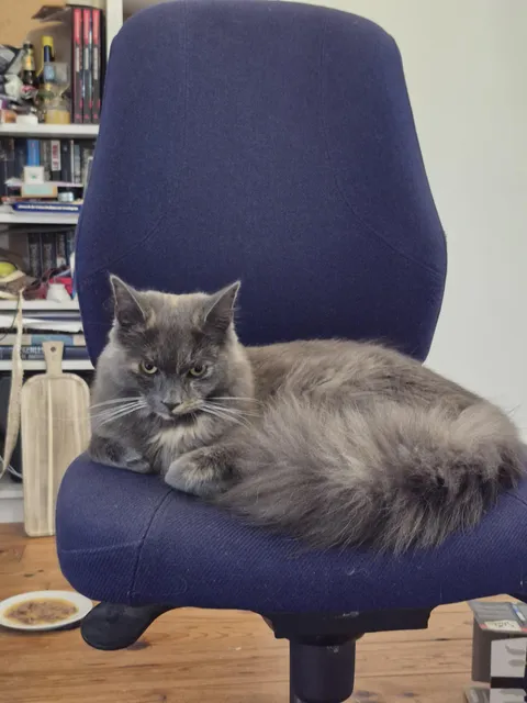 I served the wrong flavor of wet food and now my boss is mad at me