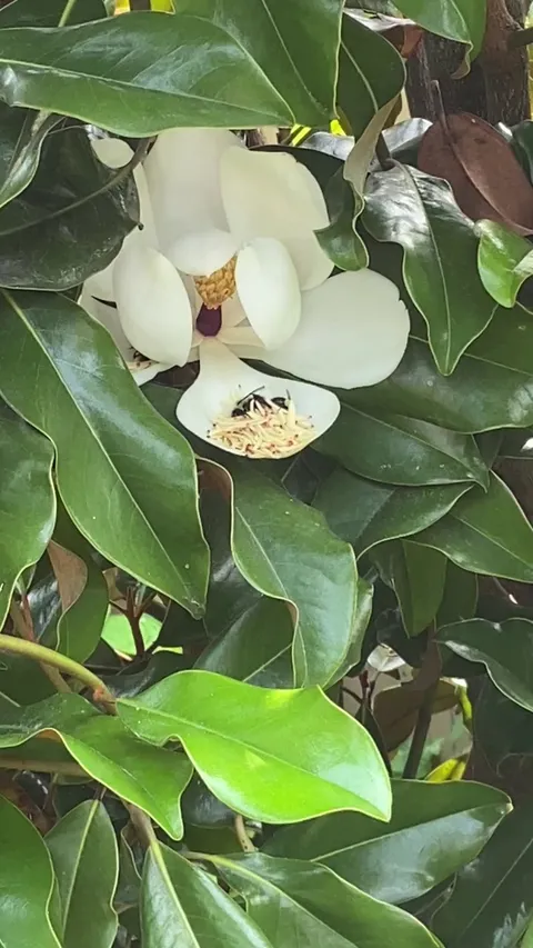 Caught these two bumbles having a pollen party on a magnolia petal 🐝🍯😂