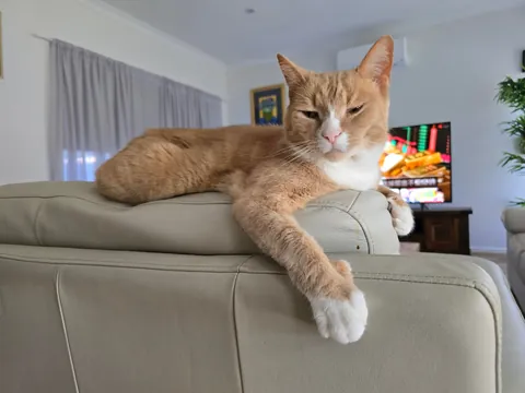 My beautiful boy has few days left to live. Thought I'd share him before he goes on his way