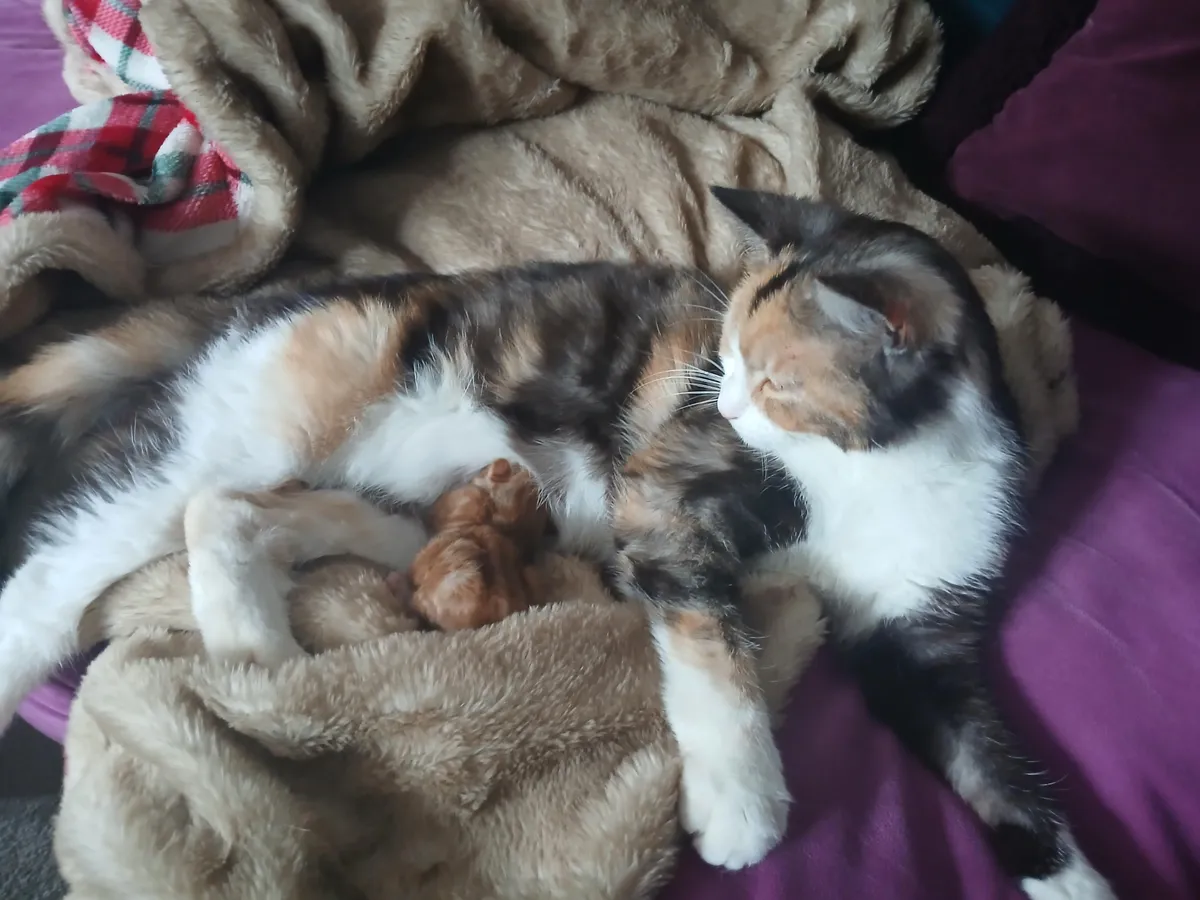 Saw that she was booked for a spay next week and decided she'd give us a surprise (body text)