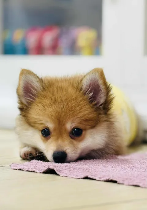 Pictures of Coco my mom took