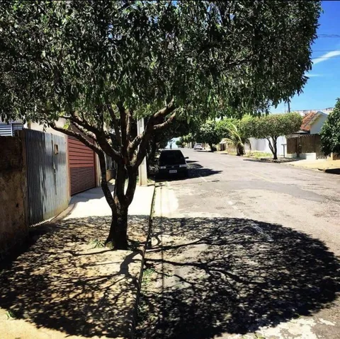 This trees shadow 