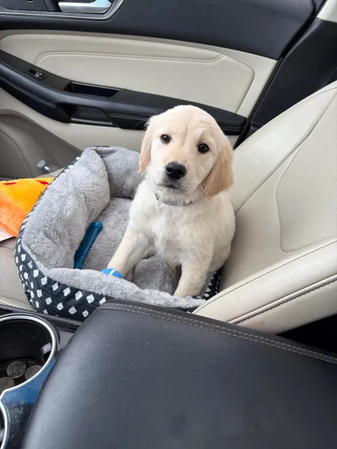 Kids’ early Christmas present after years of asking. Meet Lavender 😍