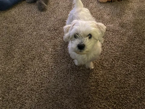 Our little pupper turned 16 yesterday