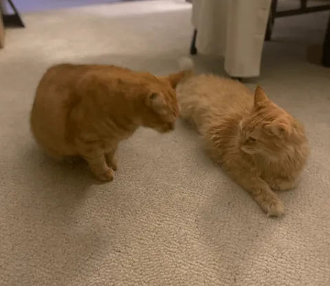 Real image of how Titanic crashed an ice berg