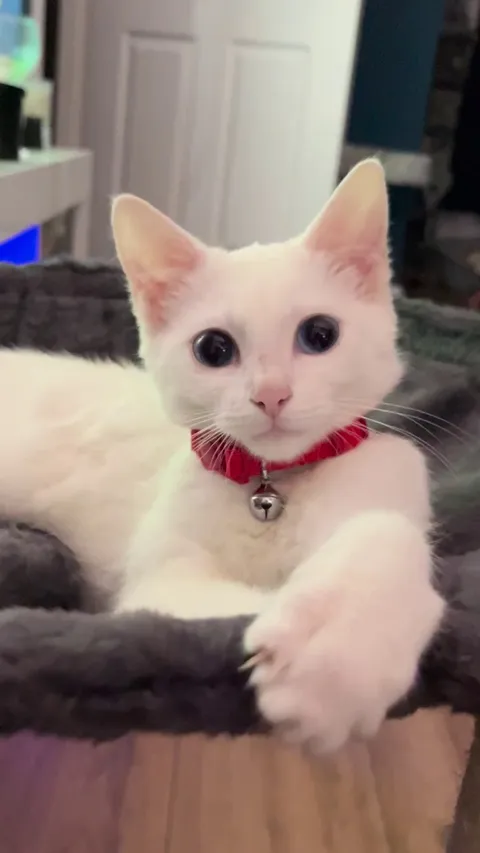 blizzy loves his hammock :)