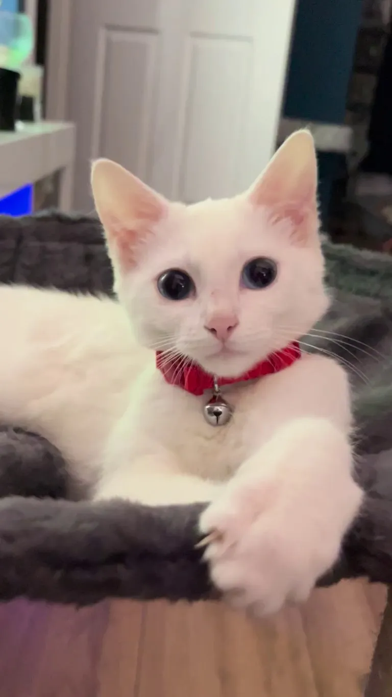 blizzy loves his hammock :)