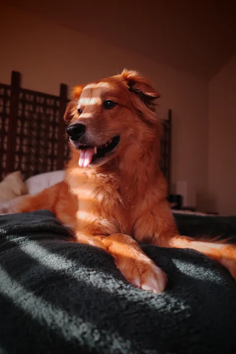 A rarepupper &amp; super mutt, Joji. Small guy with big personality