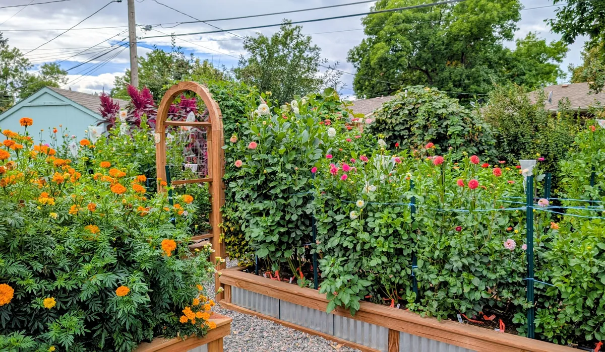 Three years ago I replaced my lawn with garden beds to cope with chronic illness and depression. What started as a hobby has grown into a small flower farm and a brighter chapter in my life.