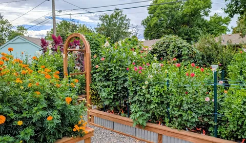 Three years ago I replaced my lawn with garden beds to cope with chronic illness and depression. What started as a hobby has grown into a small flower farm and a brighter chapter in my life.