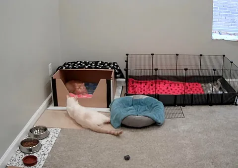 Took in a feral and now I'm caring for a litter of Kittens