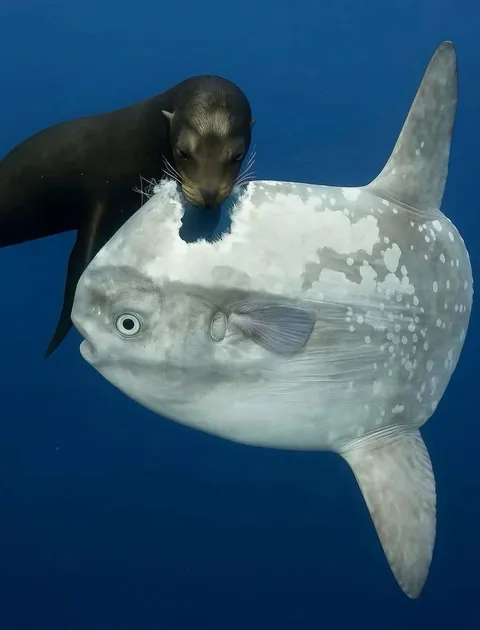 This seal bit Off a piece of an sunfish (photo by Richard Herrmann)