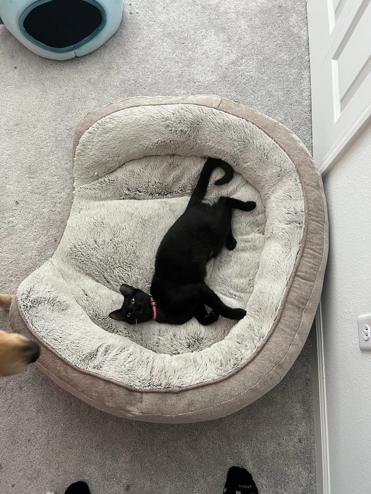 Sauron is now 1 year old!