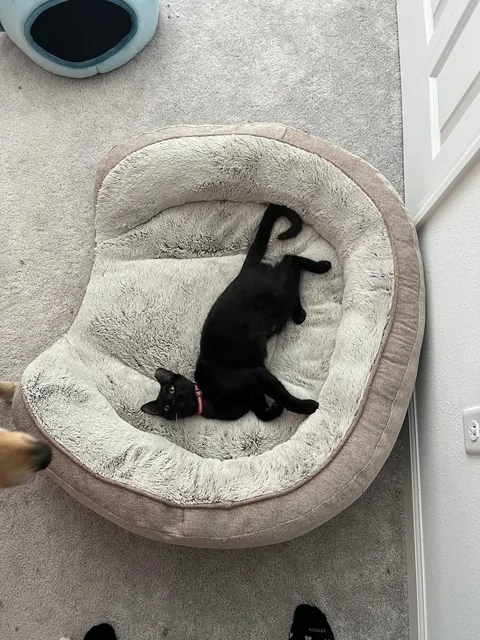 Sauron is now 1 year old!