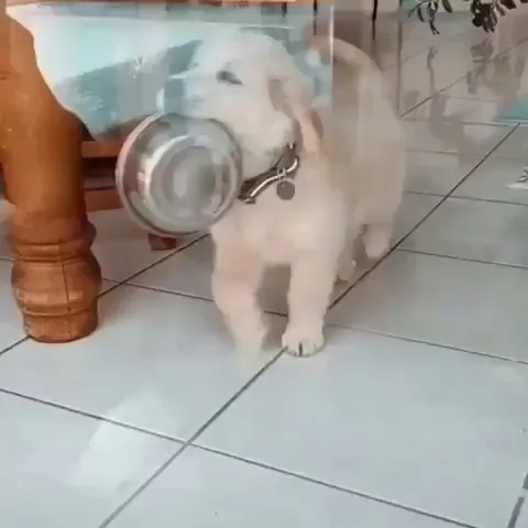 Heckin' bowl doin' me a scare