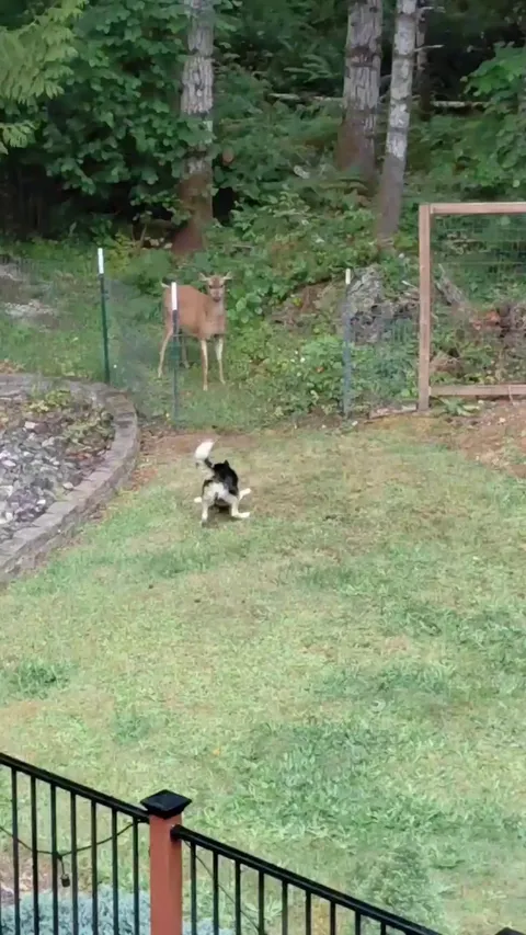 My dog Zora in a standoff with a deer.