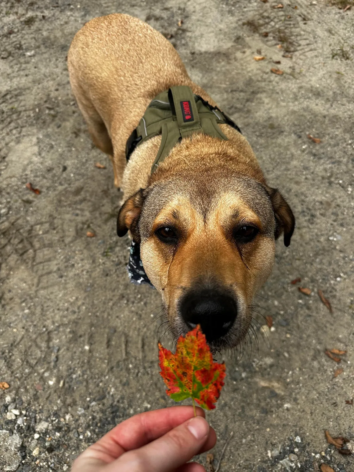 i big lazy baby until i hears ‘hike’