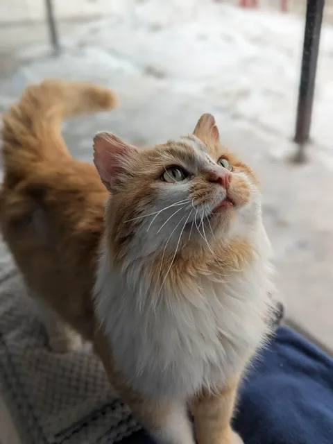 This is Boris, nicknamed « Houdini », from our shelter. He can escape all our cages. So now he’s free to roam in the quarantine room. He’s really happy to be able to look outside our big window. He also talks a lot ❤️