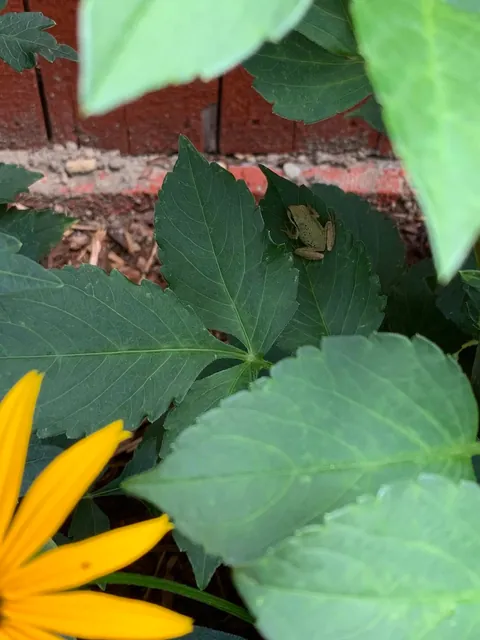 Frogs all over the garden yesterday
