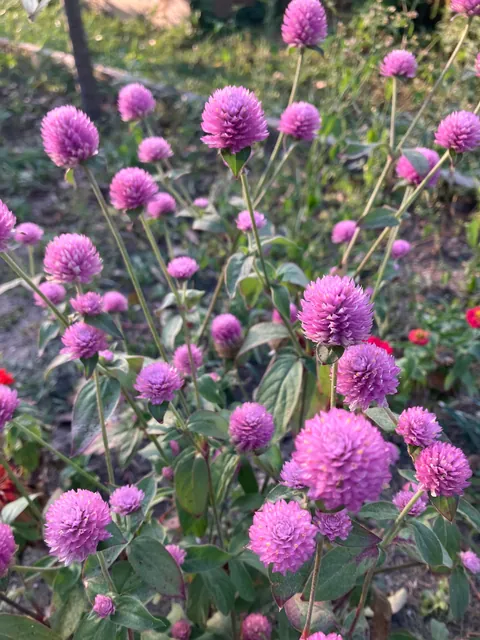 Blooms from my community garden today