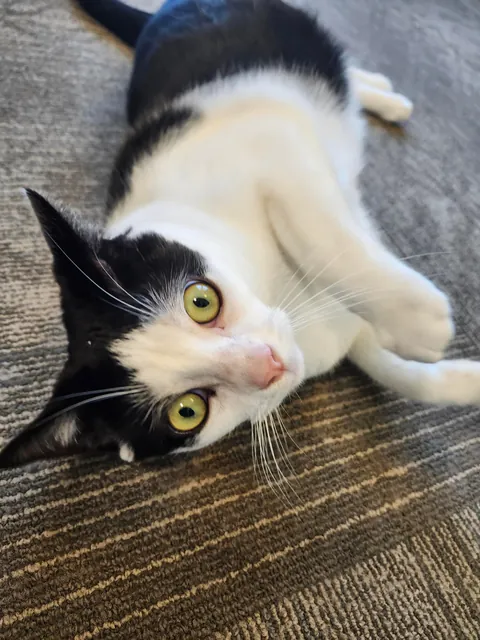 This is max, he is the cat of an old lady i deliver packages too. He is also incredibly friendly.